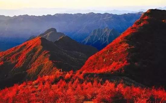 秋季柴埠溪漫山遍野都是火红的黄栌枫叶，红叶点点与绿叶相间，婀娜地倚在山岭悬崖之间。