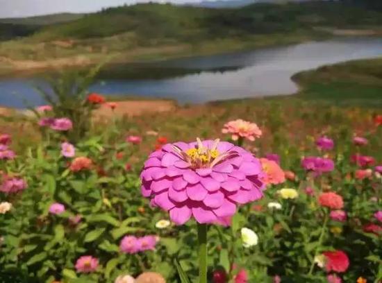 安陽鎮(zhèn)漢江綠谷10000畝觀賞區(qū)景觀道將和1500畝菊花一同對(duì)外展出。等到十月份，6公里花海長廊，美若仙境。