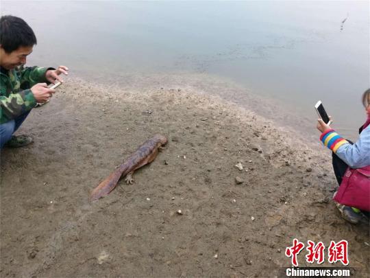 放生娃娃魚時(shí)，胡作銀、吳舒英夫婦拍照留念　李鵬程　攝