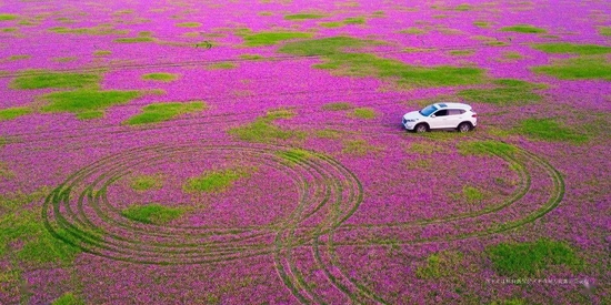 监利紫云英花海