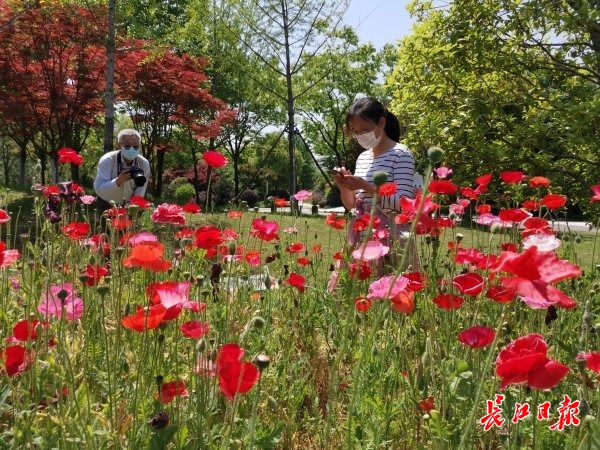 市民免费畅游园博园 记者杨涛 摄