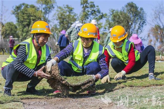 11月14日,中国一冶建设者正在补植草皮施工。