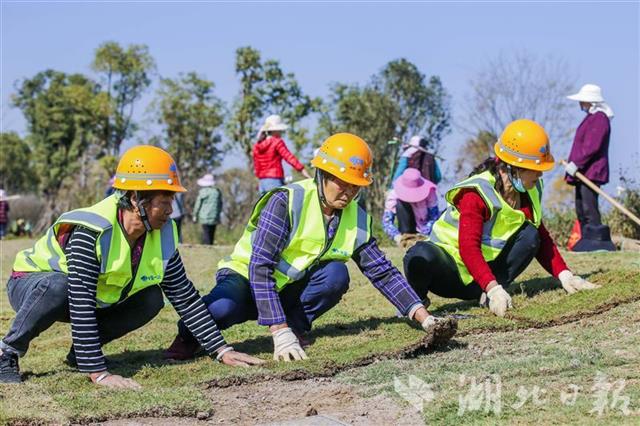 11月14日,中国一冶建设者正在补植草皮施工。
