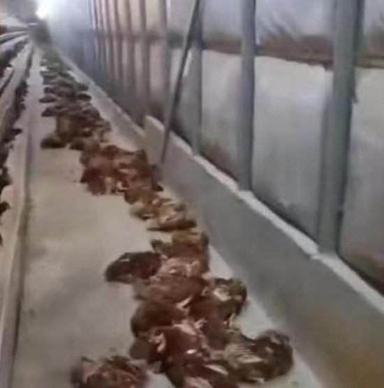 高温天断电，湖北一鸡笼成蒸笼热死4000只鸡，损失20余万