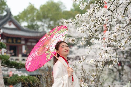 武汉三镇遍赏樱花,50万株樱花树竞相绽放