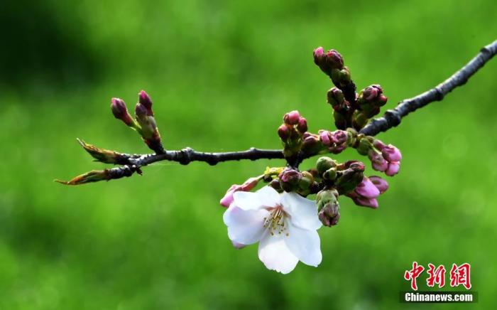 资料图:3月14日,湖北武汉,东湖磨山樱园樱花静静绽放,为人们送来了春天的气息。 中新社记者 安源 摄