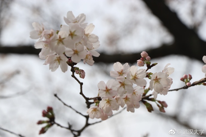 2018年3月14日，备受全国游人关注的武汉大学樱花在三月春风中悄然绽放。目前武大樱花属于初开期，预计一周后将迎来怒放期。