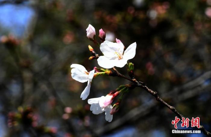 资料图：3月14日，湖北武汉，东湖磨山樱园樱花静静绽放，为人们送来了春天的气息。 中新社记者 安源 摄