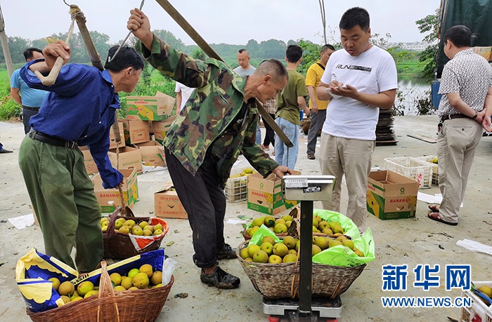 图为荆门市扶贫工作队队员帮村民销售梨子。新华网发