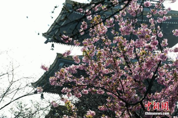 资料图:3月14日,湖北武汉,东湖磨山樱园樱花静静绽放,为人们送来了春天的气息。 中新社记者 安源 摄