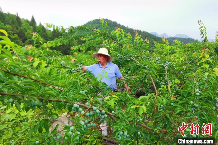 向绍祥在打理李树园。 冯义 摄