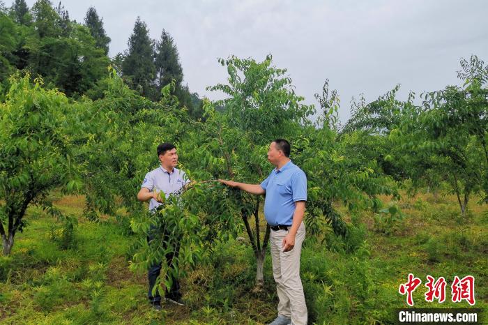 武汉大学驻村第一书记李锦江（左）与向绍祥讨论防治李子病虫害。 冯义 摄