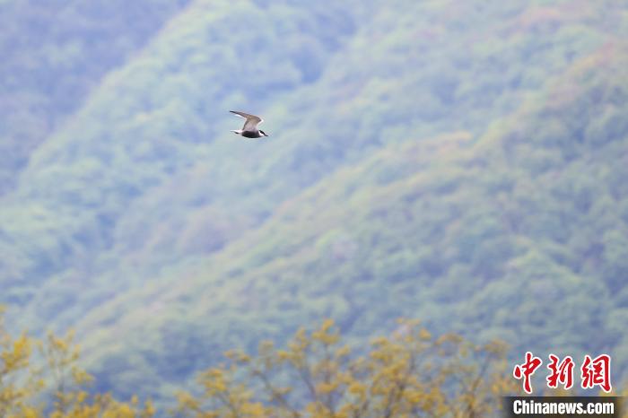 灰翅浮鸥 神农架国家公园供图