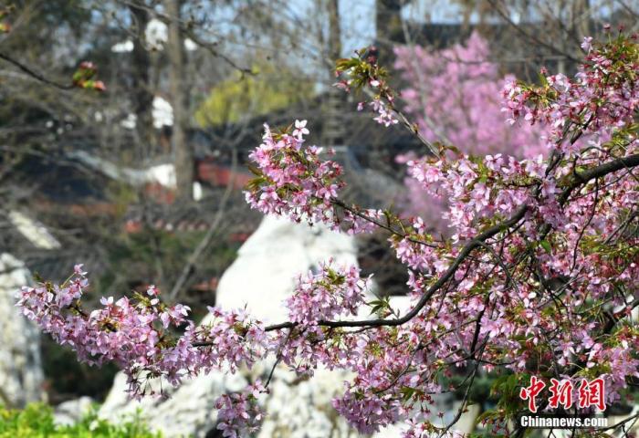 资料图：3月14日，湖北武汉，东湖磨山樱园樱花静静绽放，为人们送来了春天的气息。 中新社记者 安源 摄