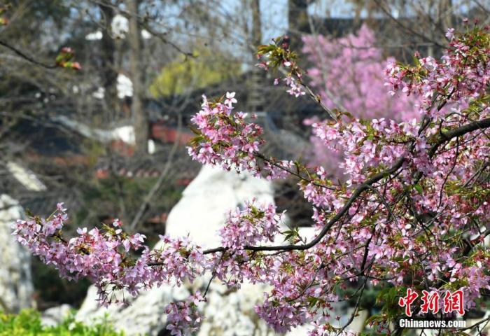 资料图:3月14日,湖北武汉,东湖磨山樱园樱花静静绽放,为人们送来了春天的气息。 中新社记者 安源 摄