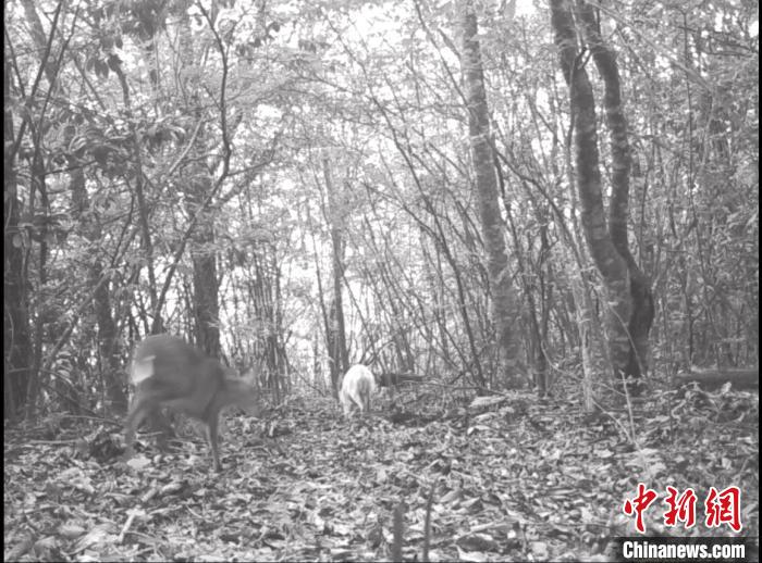 红外相机拍摄到白化小麂与普通小麂同框。神农架国家公园管理局供图