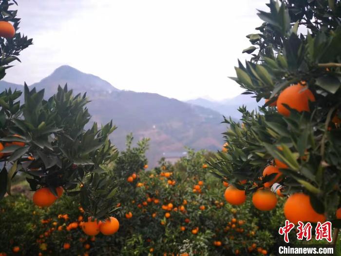 图为秭归县脐橙果园 刘亮 摄