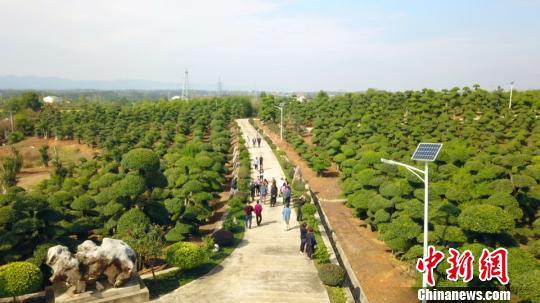 孙桥镇打造了对节白蜡园艺景观产业带 郑子颜 摄