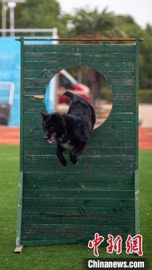 湖北武汉|直击武汉搜救犬训练：玩转“十八般武艺”