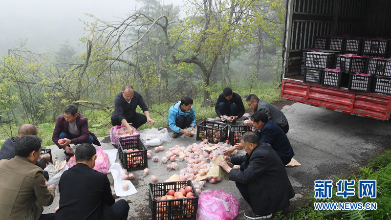 图为湖北省保康县五道峡国家级自然保护区工作人员准备投放苹果、土豆、红薯等食物。 新华网发 陈泉霖摄