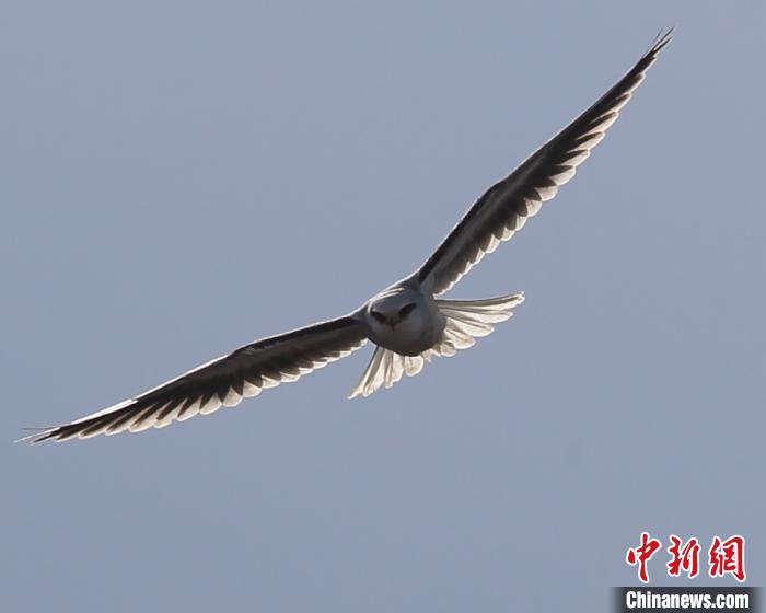 黑翅鸢具有高超的飞行和滑翔能力　黄兴晏　摄