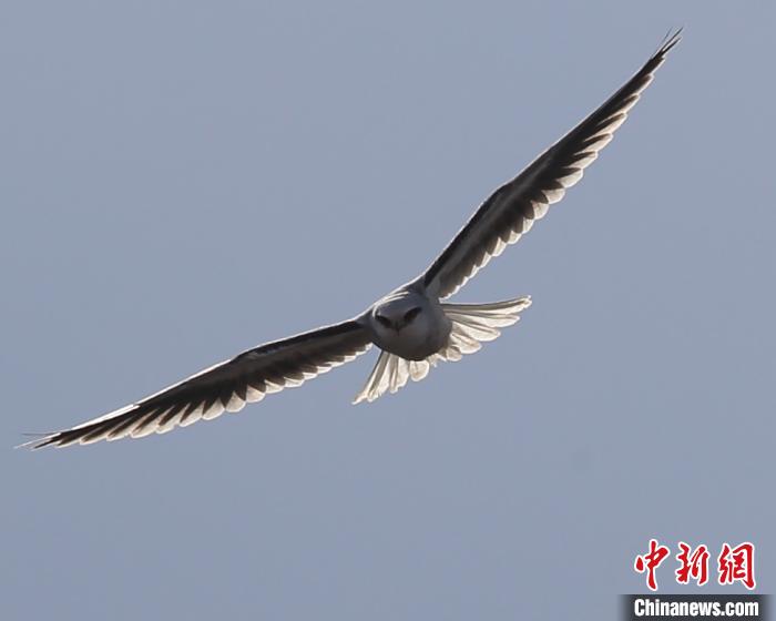 黑翅鳶具有高超的飛行和滑翔能力　黃興晏　攝