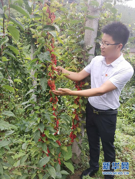 图为翁新强在种植基地查看五味子长势(资料图)。新华网发