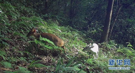 图为在湖北巴东金丝猴国家级自然保护区，白麂和黄麂一同觅食。