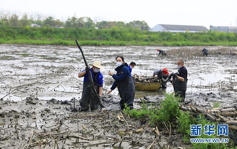 图为洪湖举办公益直播推介当地特色农产品莲藕。新华网发 石磊摄