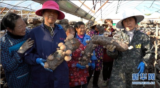 　　湖北随州军成菌业合作社的香菇大棚内，村民展示采摘的香菇。新华网发 王新格 摄