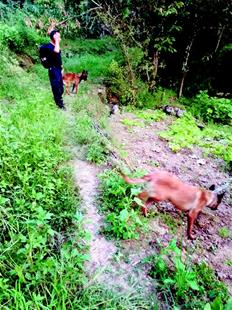 图为：警方出动警犬上山搜巡