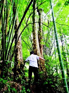 图为老鹰茶树高约30米，树围近2米