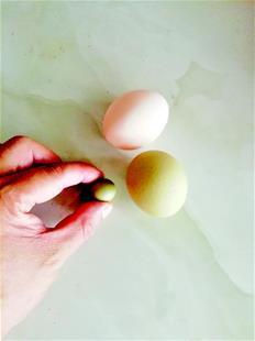 图为迷你蛋比正常鸡蛋小很多