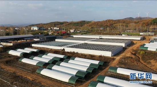 湖北随州市随县殷店镇的香菇基地。新华网发 王新格 摄