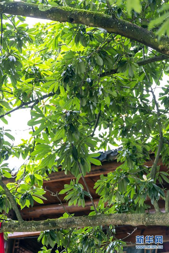 圖為湖北恩施州利川市毛壩鎮(zhèn)新華村的珍稀植物“巴東木蓮”古樹的枝葉