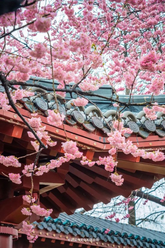 △东湖樱花园(图源:武汉市文化和旅游局)