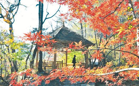 圖為英山桃花沖紅葉層林盡染 英山縣旅游局供圖