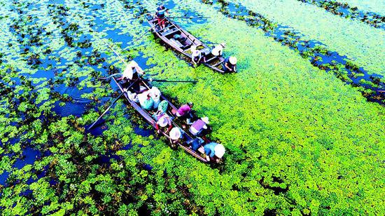 图为:8月30日,村民在湖面上采摘红菱。鄂州市梁子湖区涂家垴镇的涂镇湖破堤还湖后,万亩水面重返梁子湖,经过几年的休养生息,今年在野生莲子丰收的同时,野生红菱也布满湖面。初秋时节,村民们自发组团下湖采红菱,渔船在湖面上来回穿梭,好一幅水上采菱图。 (视界网 张宏斌 摄)