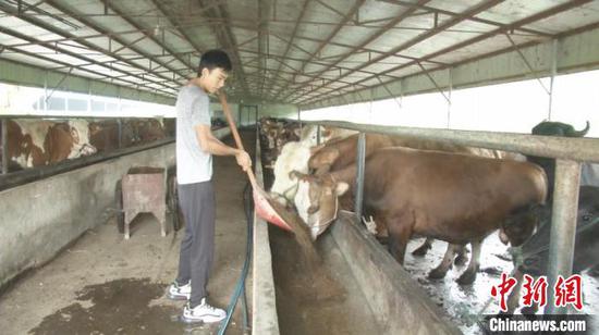 湖北襄阳|湖北襄阳一“90后”返乡养牛带动乡邻共致富