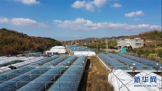 湖北随州市随县殷店镇的香菇基地。新华网发 王新格 摄