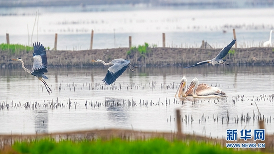 图为今年来到沉湖湿地的多种珍稀鸟类 新华网发 魏斌摄