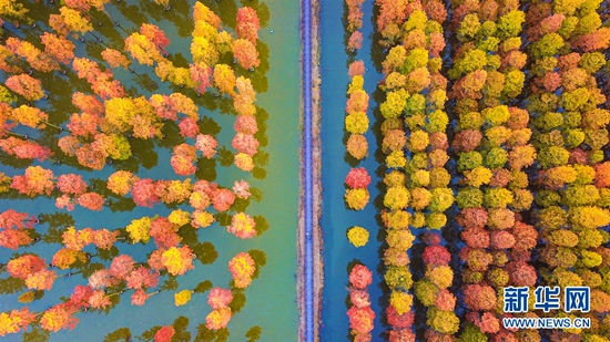 图为初冬暖阳下武汉涨渡湖湿地“水上森林”色彩斑斓。新华网发 叶东辉 摄