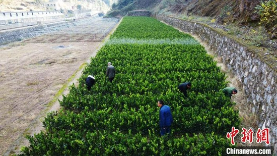 村民在位于咸水村的柑橘育苗基地务工 董晓斌 摄