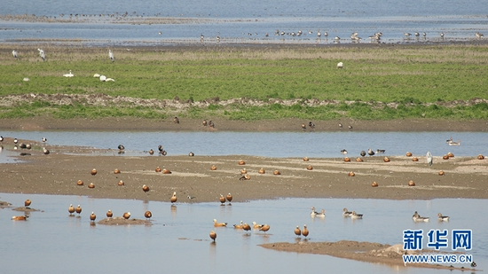 武汉沉湖湿地自然保护区生态环境不断向好吸引大批鸟类在此越冬。新华网发 王科摄