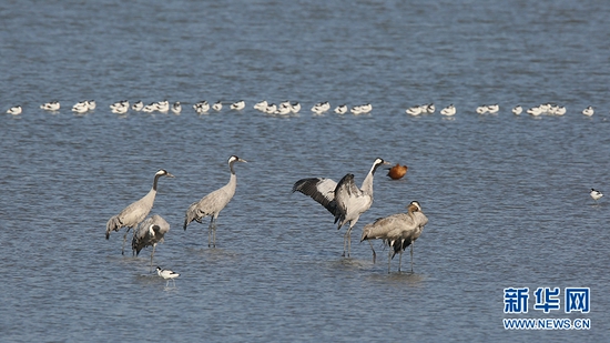 武汉沉湖湿地自然保护区生态环境不断向好吸引大批鸟类在此越冬。新华网发 魏斌摄