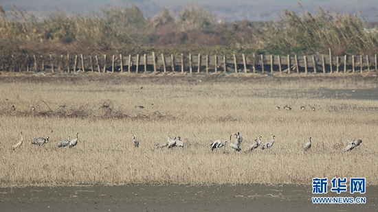 武汉沉湖湿地自然保护区生态环境不断向好吸引大批鸟类在此越冬。新华网发 王科摄