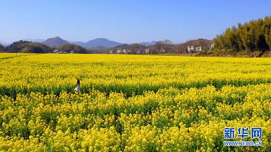 图为湖北省咸宁市通城县龙印村油菜花基地。新华网发 黎赏 摄