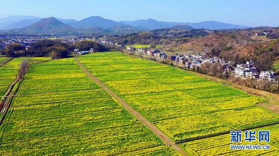 图为湖北省咸宁市通城县龙印村油菜花基地。新华网发 黎赏 摄