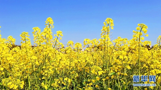 图为湖北省咸宁市通城县龙印村油菜花基地。新华网发 黎赏 摄