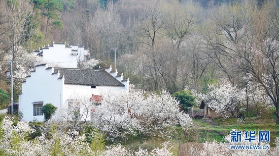 湖北省谷城县城关镇老君山村，三万多株樱花悄然盛放。 新华网发 周龙摄